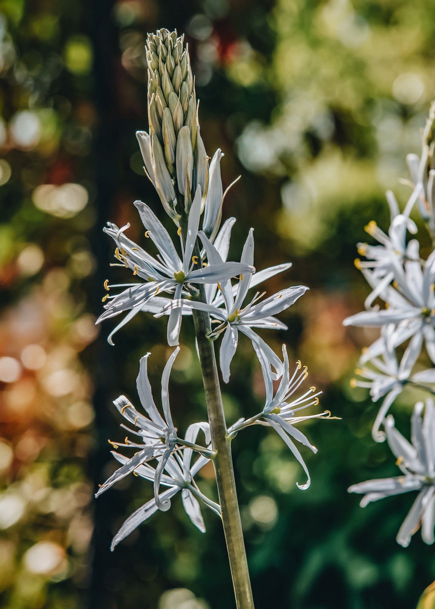 Camassia Cusickii Bulbs