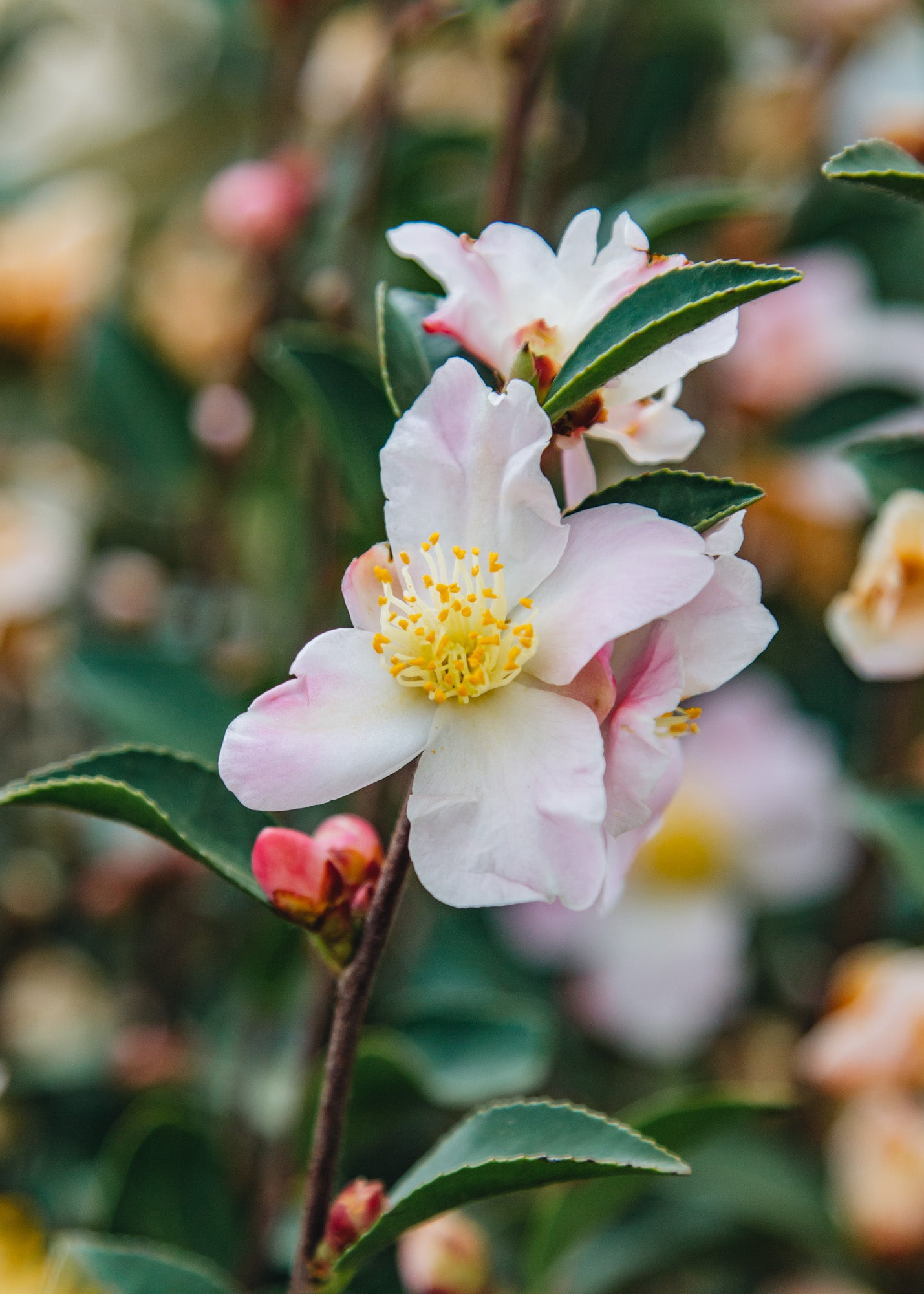 Camellia Camellia Japonica Fairy Blush, 3L