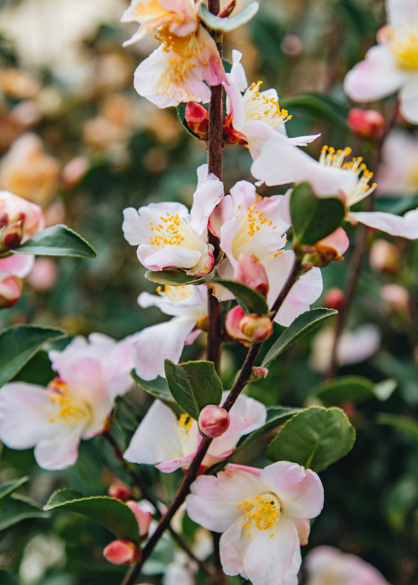 Phillyrea Camellia Japonica Fairy Blush, 3L