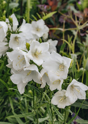 Campanula persicifolia Takion White