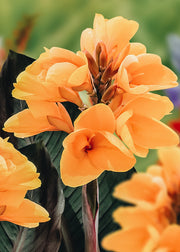 Canna 'Chocolate Sunrise', pack of three bulbs