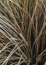 Carex Comans Bronze