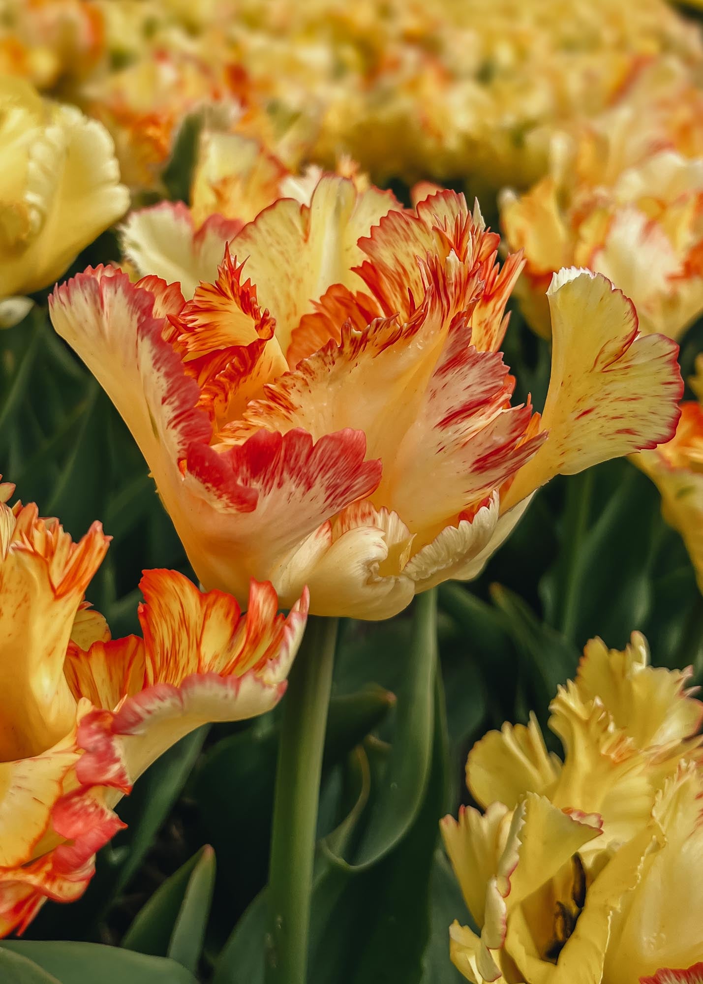 Tulipa Caribbean Parrot Bulbs