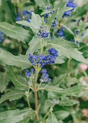 Caryopteris Grand Bleu