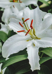 Clematis Lilium 'Casa Blanca', pack of three bulbs