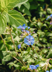 Ceratostigma willmottianum Forest Blue 3L