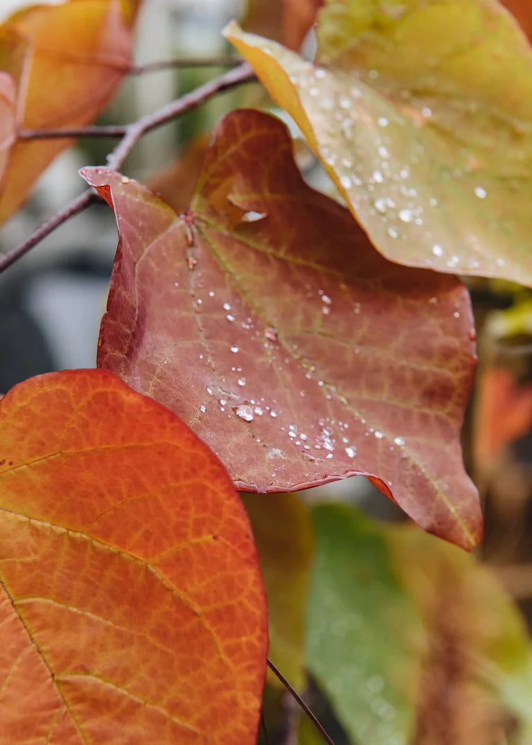 Cercis Cercis canadensis Eternal Flame