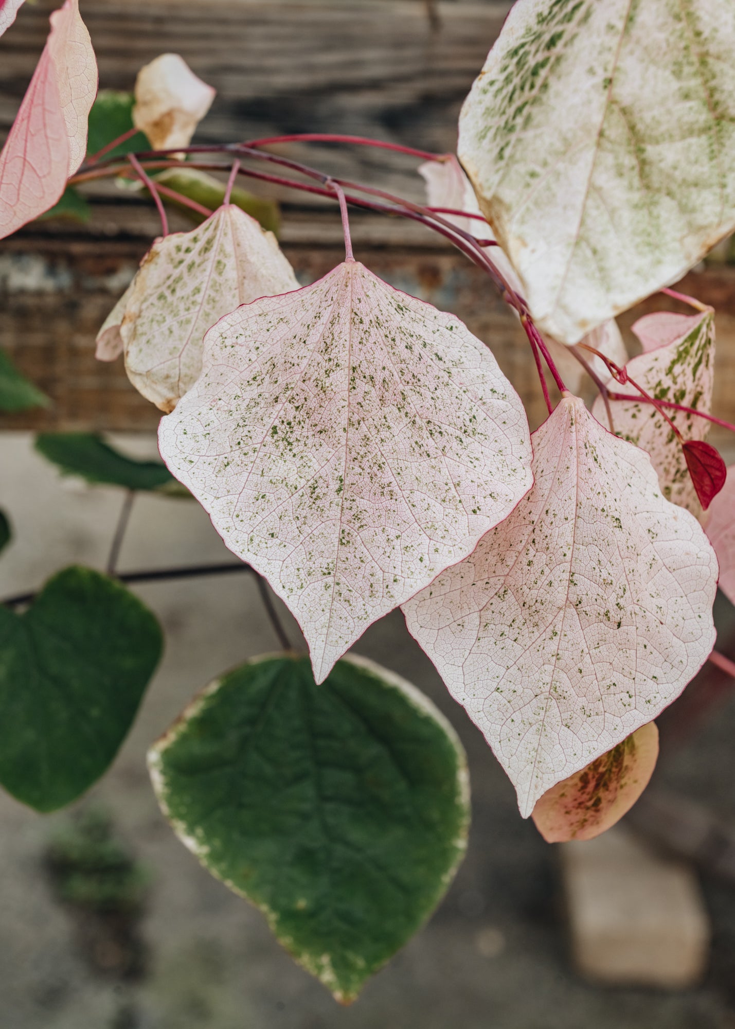 Cercis canadensis Carolina Sweetheart