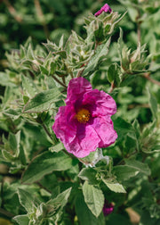 Cistus x  pulverulentus Sunset 3L