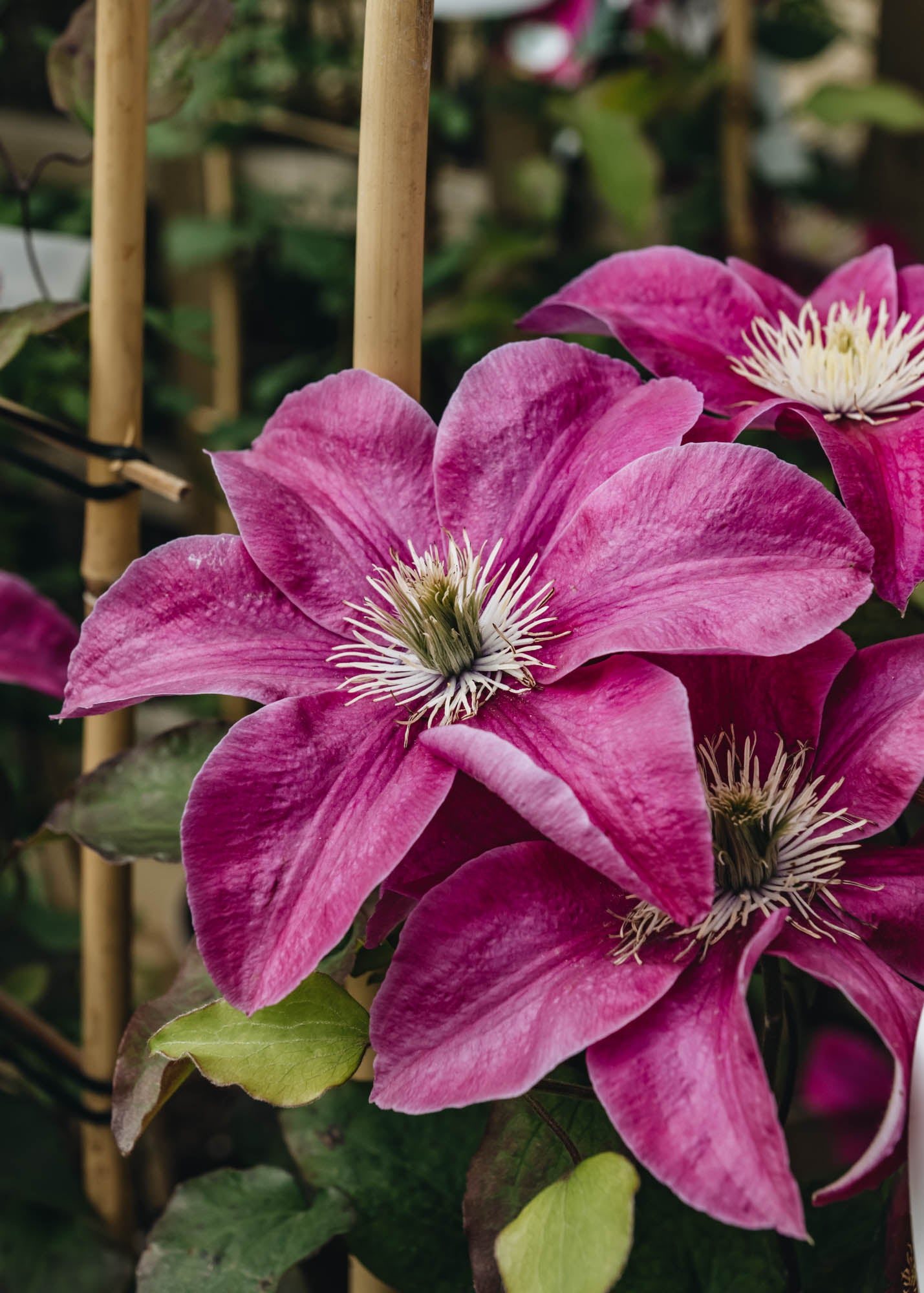 Raymond Evison Clematis Acropolis™ | Burford Garden Co.