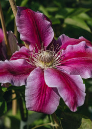 Clematis Doctor Ruppel