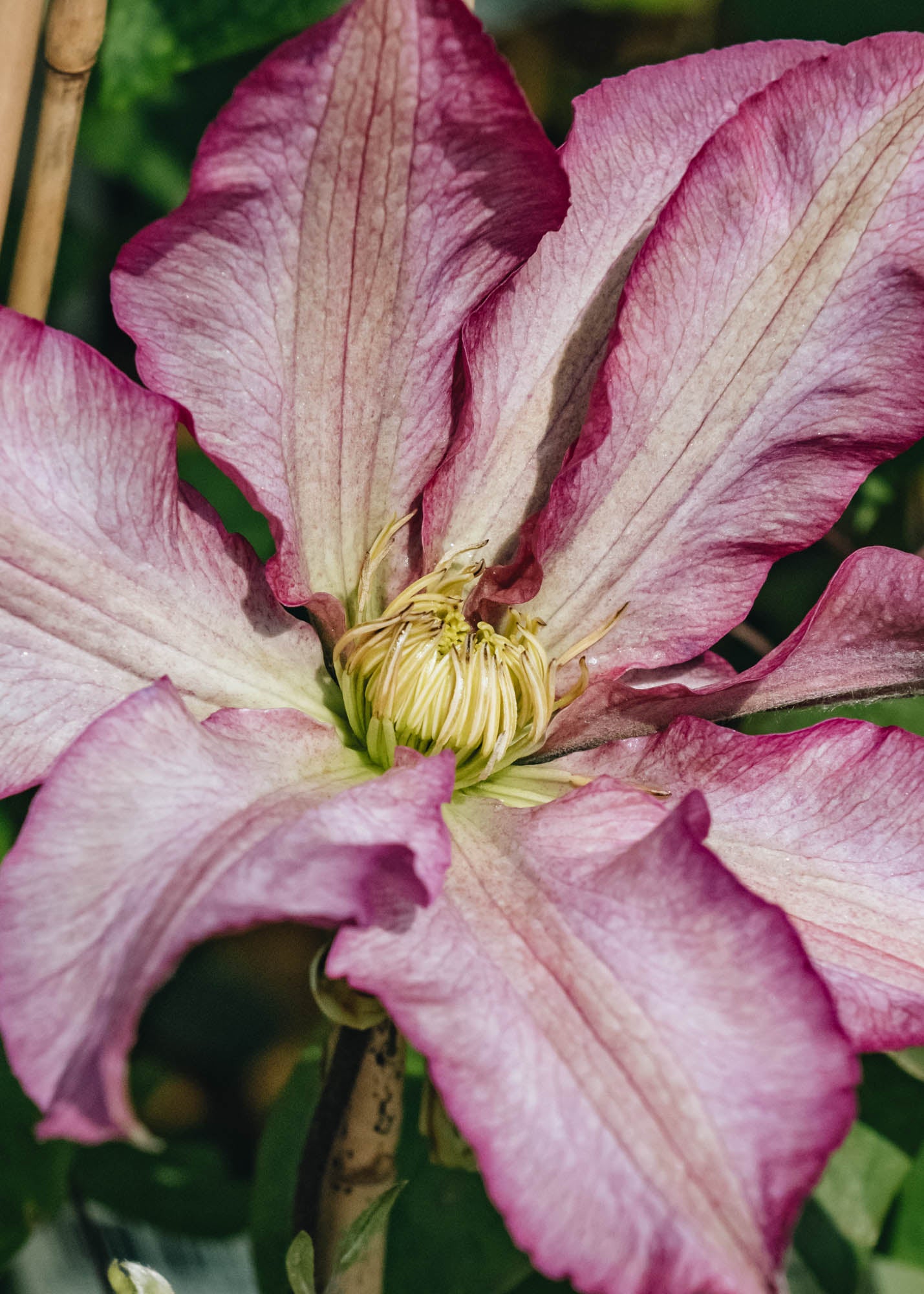 Clematis Frau Susanne