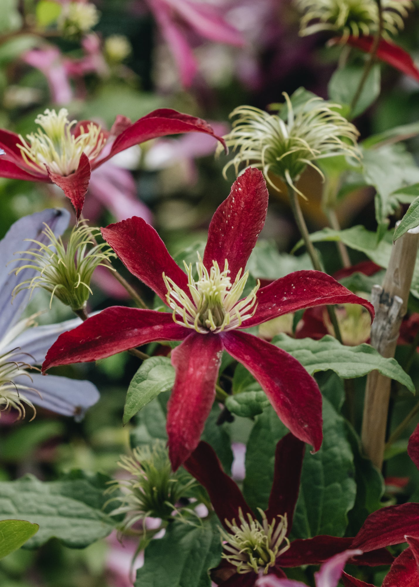 Clematis viticella Glorious Red