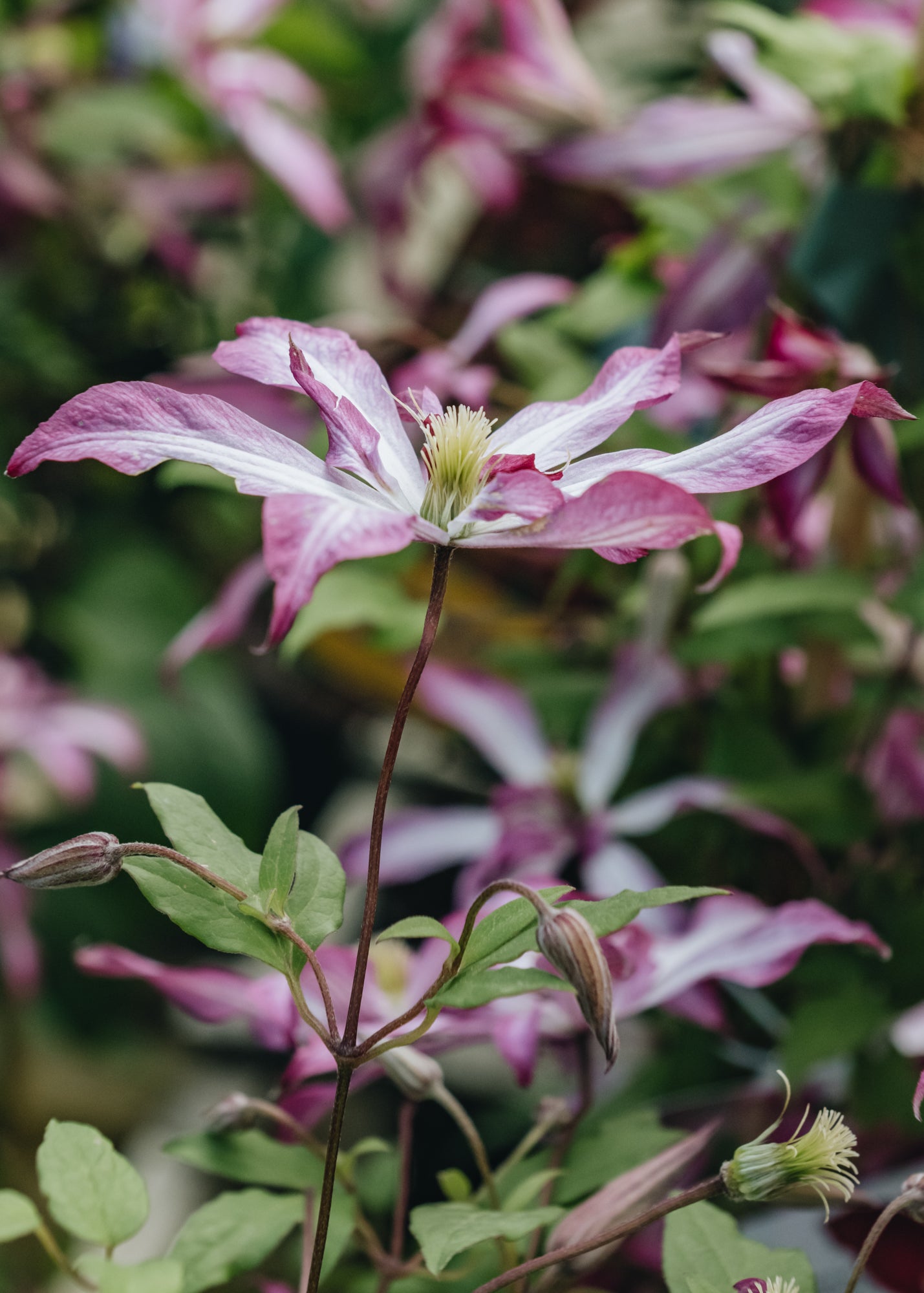 Clematis viticella Glorious Surprise