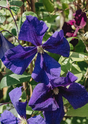 Clematis Jackmanii Superba