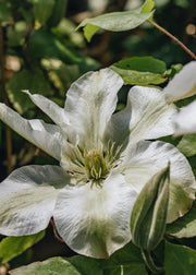 Clematis Kirsten Creed