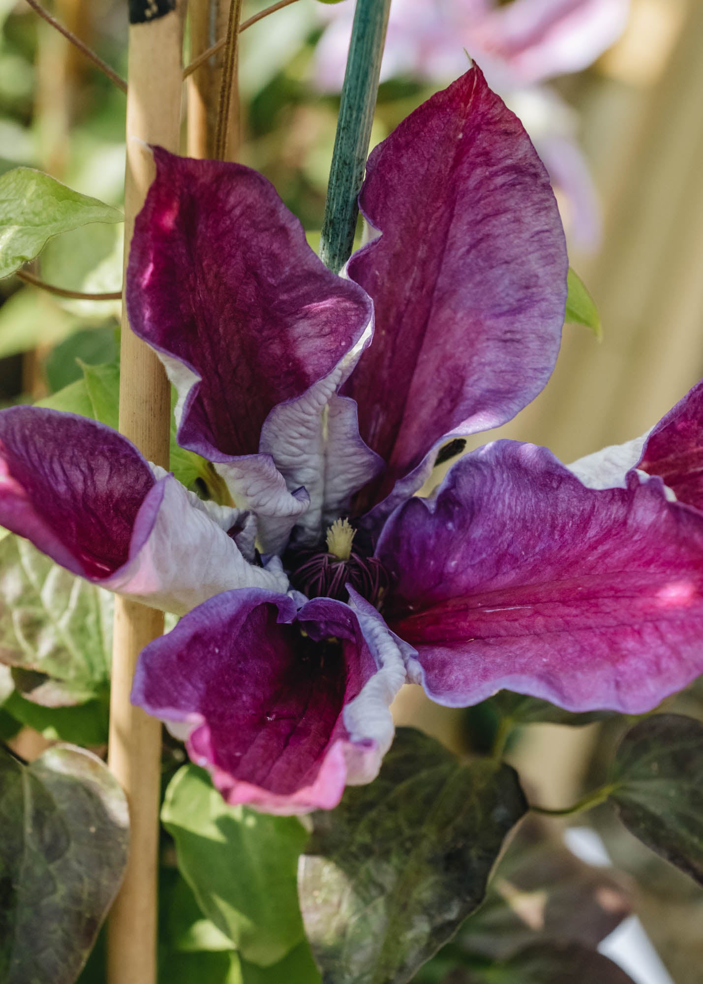 Clematis Mrs N Thompson