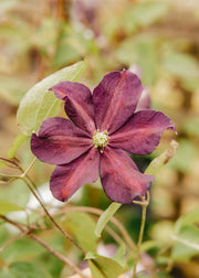 Clematis Romantika