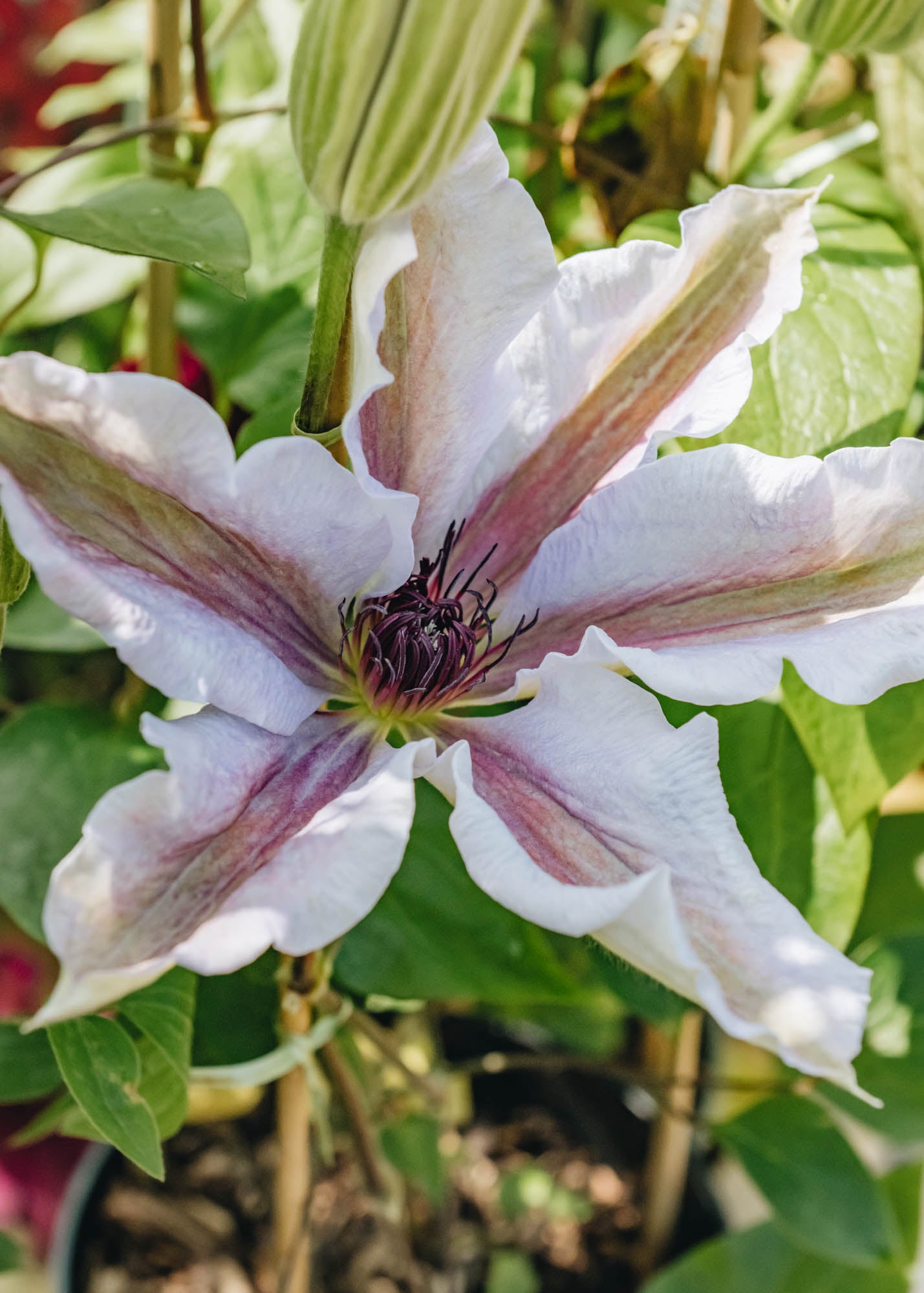 Clematis Snow Queen