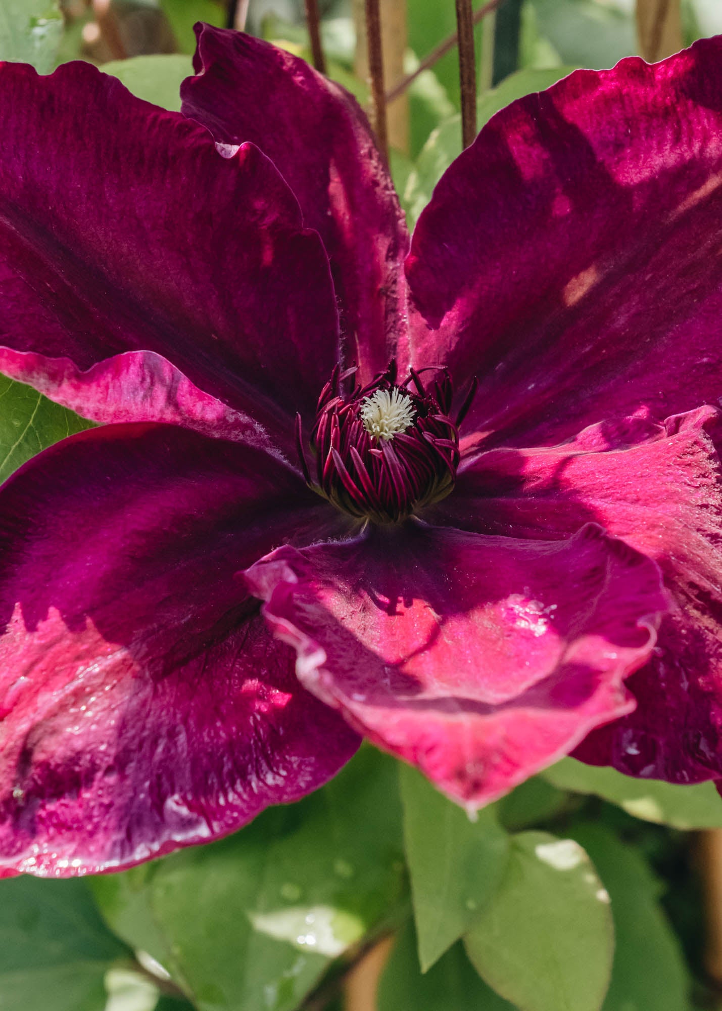 Clematis Westerplatte