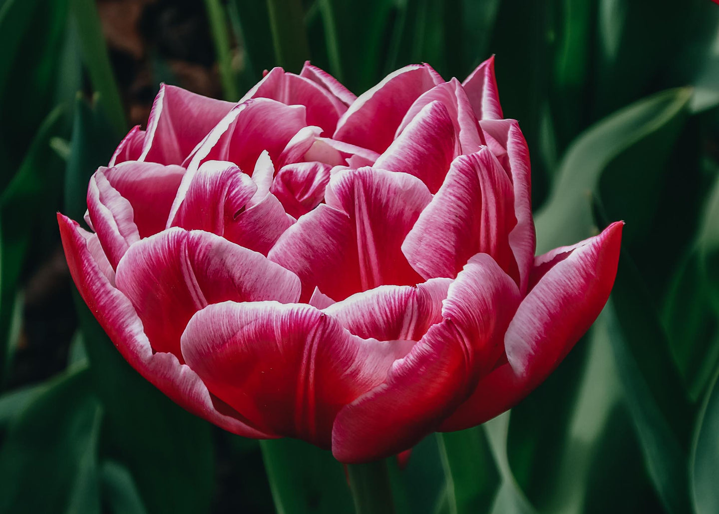 Tulipa Columbus Bulbs