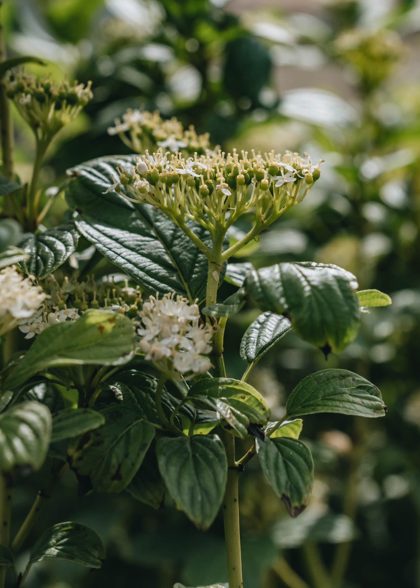 Cornus flaviramaea, 10L