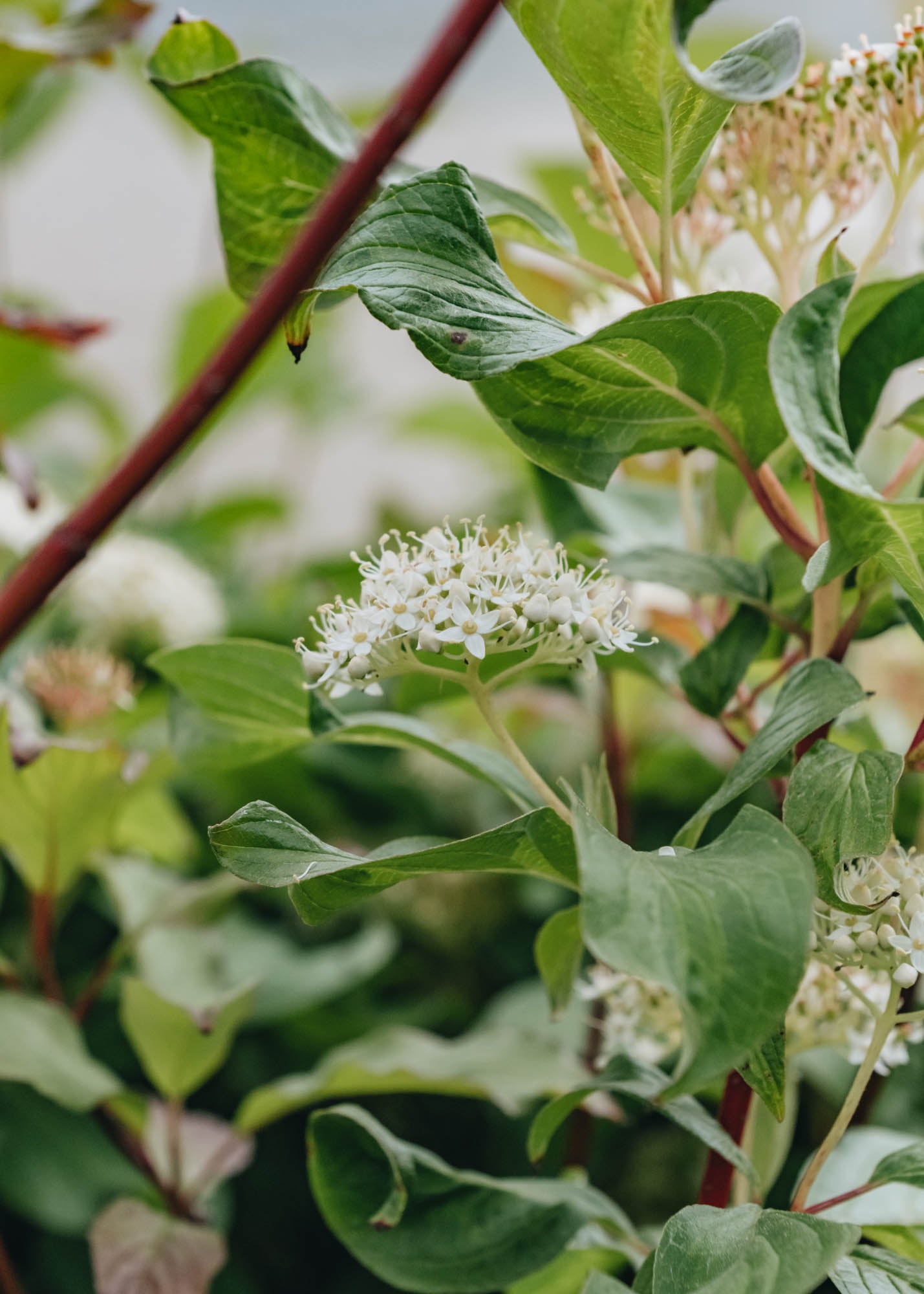 Cornus alba Baton Rouge, 10L