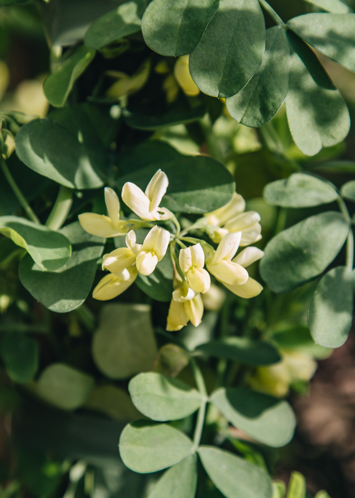 Coronilla Coronilla valentina subsp. glauca Citrina, 3L