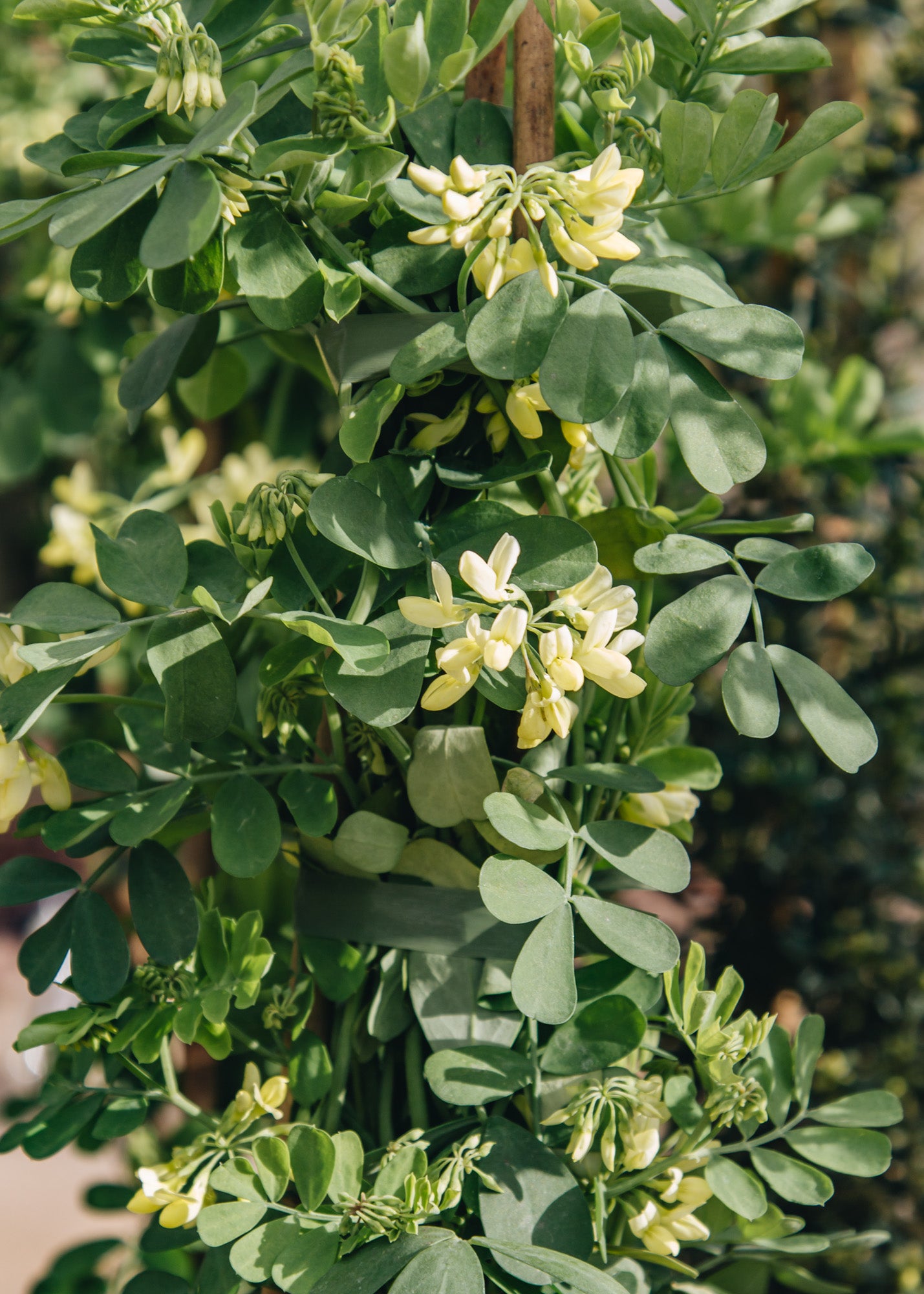 David Austin Roses Coronilla valentina subsp. glauca Citrina, 3L