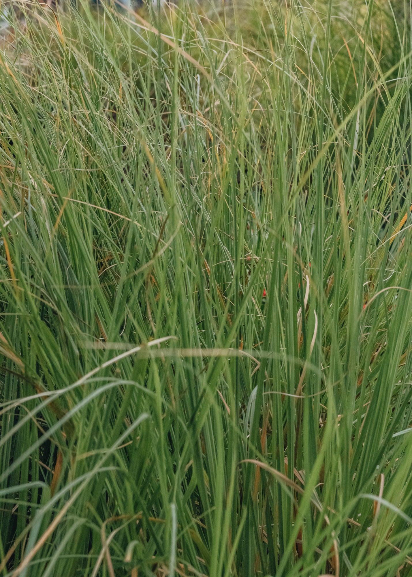 Cortaderia Sellona Pumila