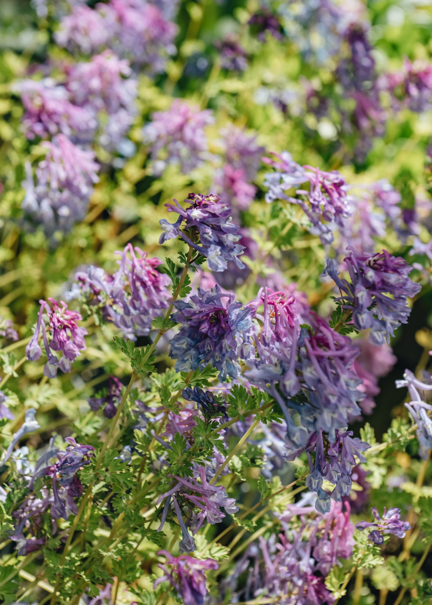 Corydalis calycosa, 2/3L