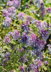 Corydalis calycosa