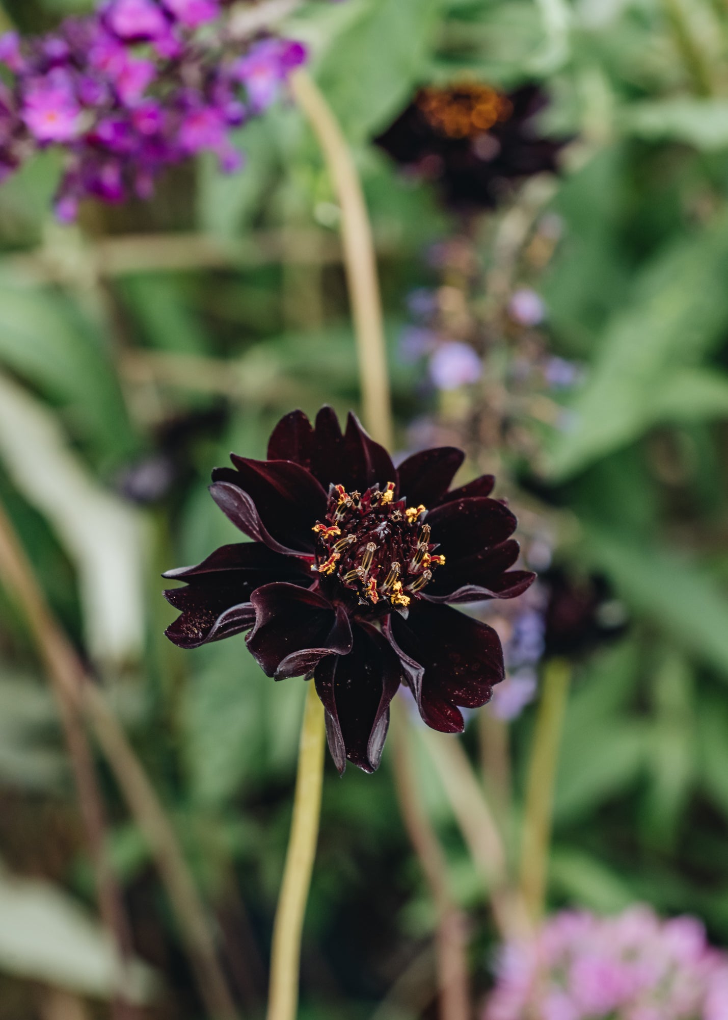 Cosmos atrosanguineus