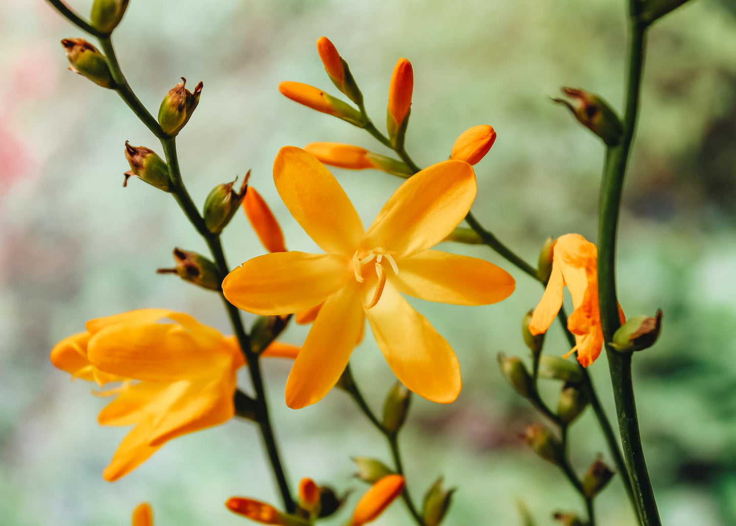 Taylors Bulbs Crocosmia 'George Davison', pack of 25 corms