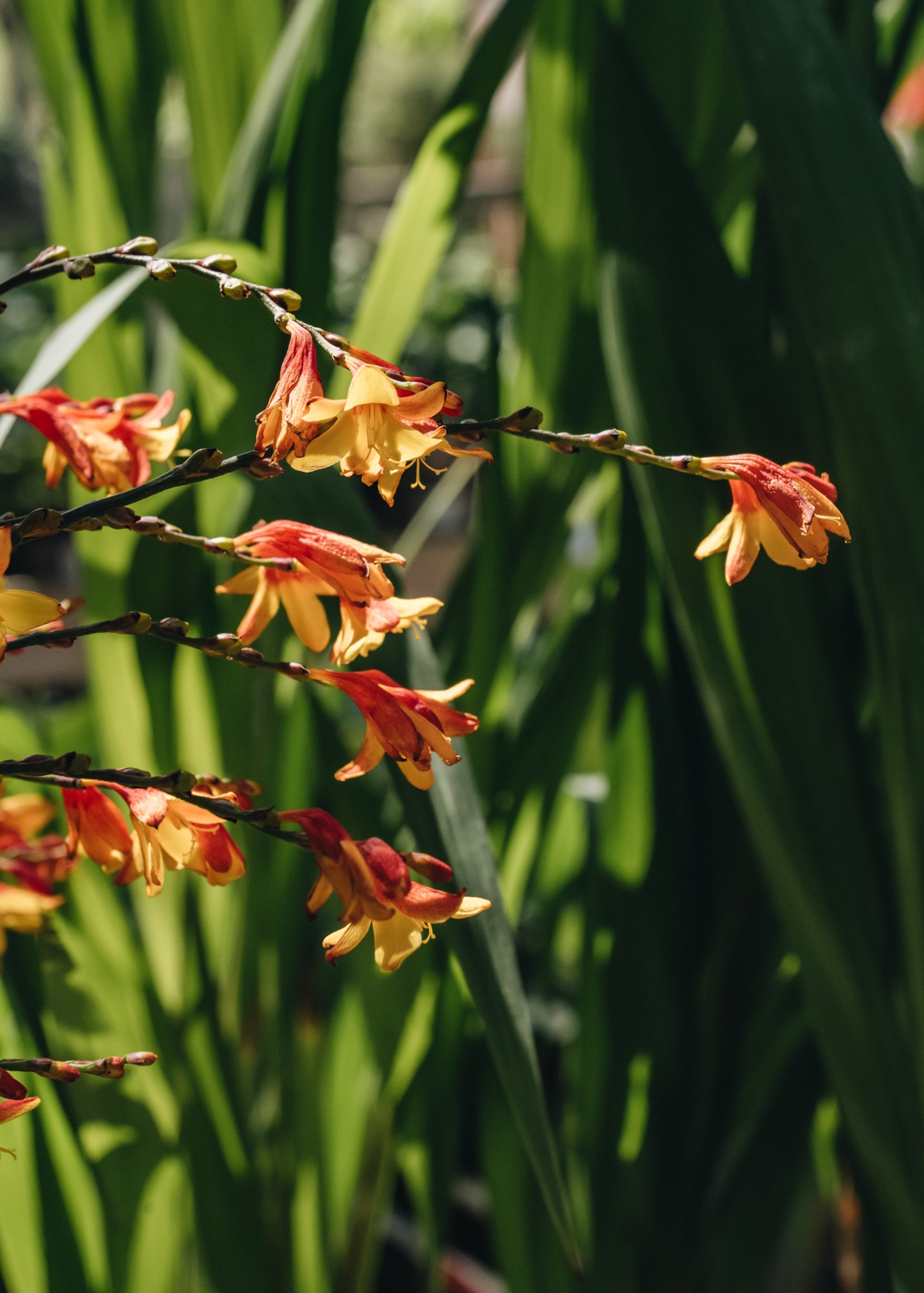 Crocosmia x crocosmiiflora Harlequin