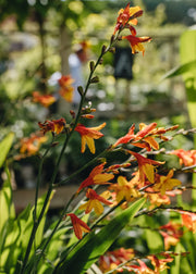 Crocosmia x crocosmiiflora Harlequin