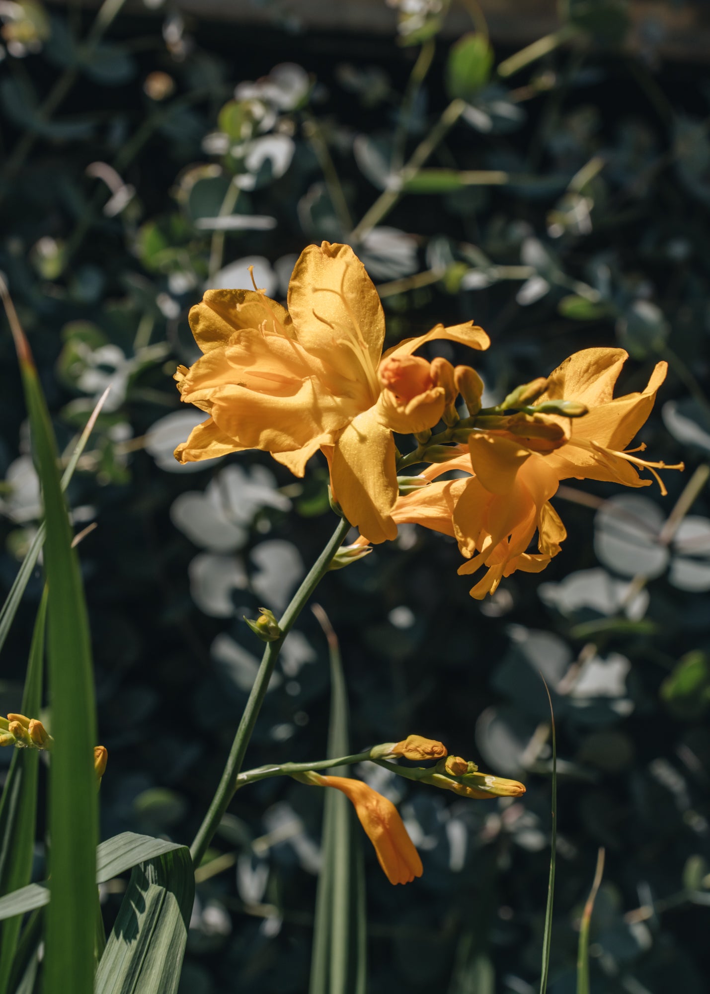 Crocosmia Walberton's Yellow