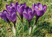 Crocus Blue Ocean Bulbs