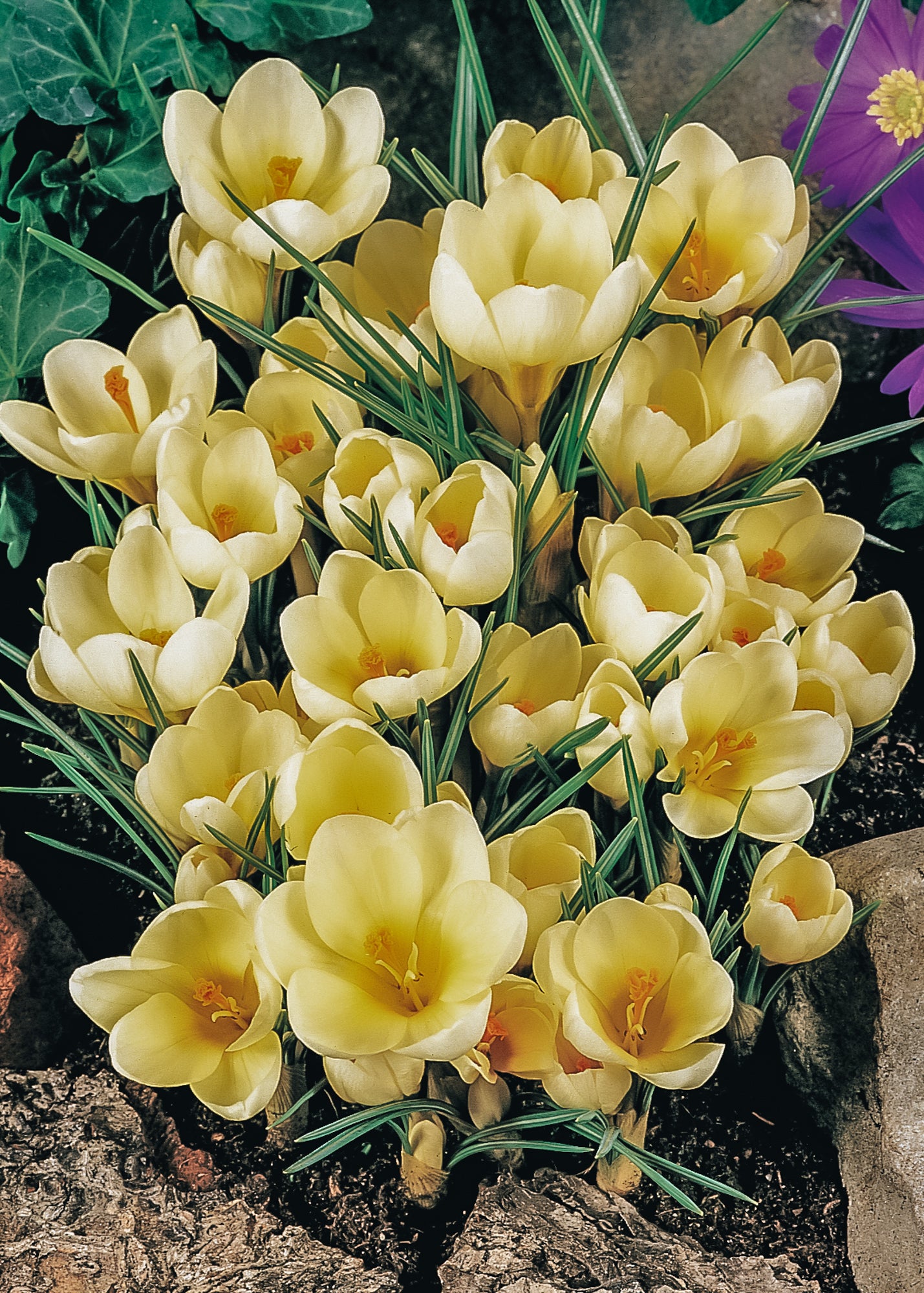 Crocus Cream Beauty Bulbs