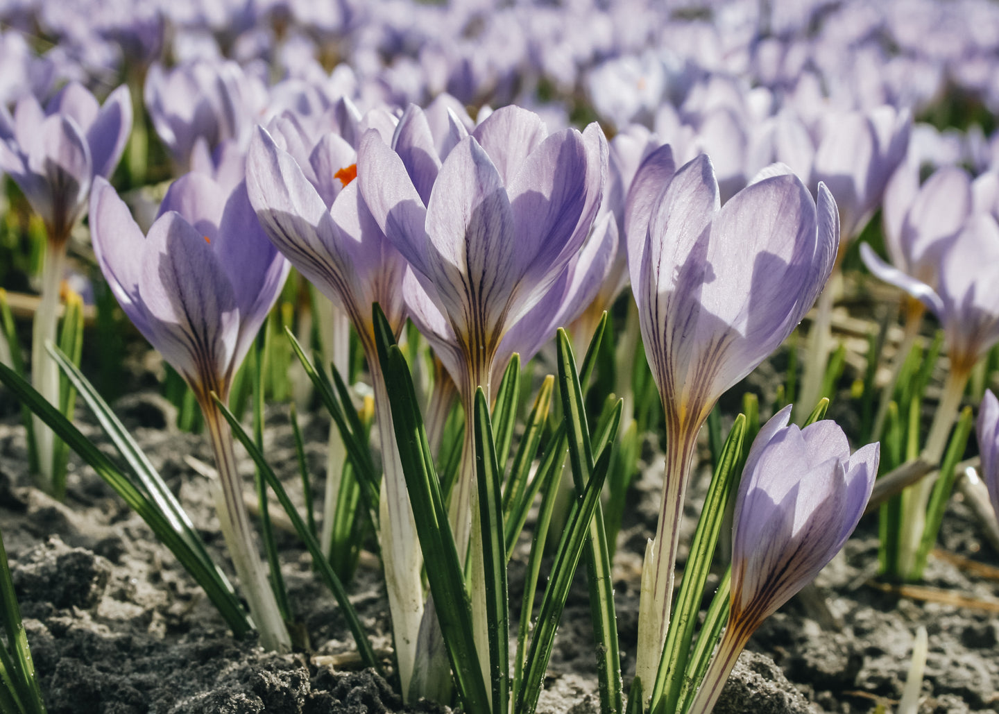 Crocus Etruscus Zwanenburg Bulbs