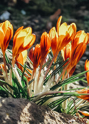 Crocus Fuscotinctus Bulbs