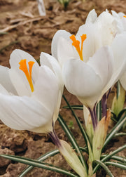 Crocus Ice Queen Bulbs