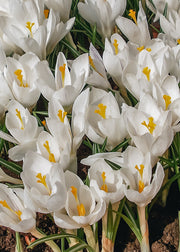 Crocus Ivory Princess Bulbs