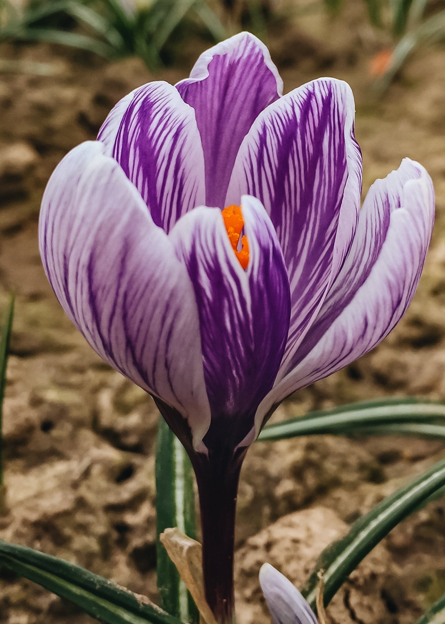 Crocus King of the Striped Bulbs