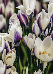 Crocus Prins Claus Bulbs