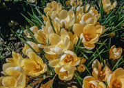 Crocus Romance Bulbs