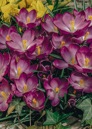 Crocus Ruby Giant Bulbs