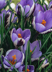 Crocus Spring Beauty Bulbs