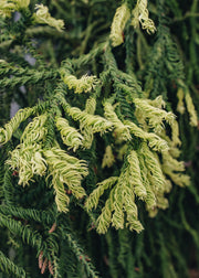 Clematis Cryptomeria Japonica Kyara Gold