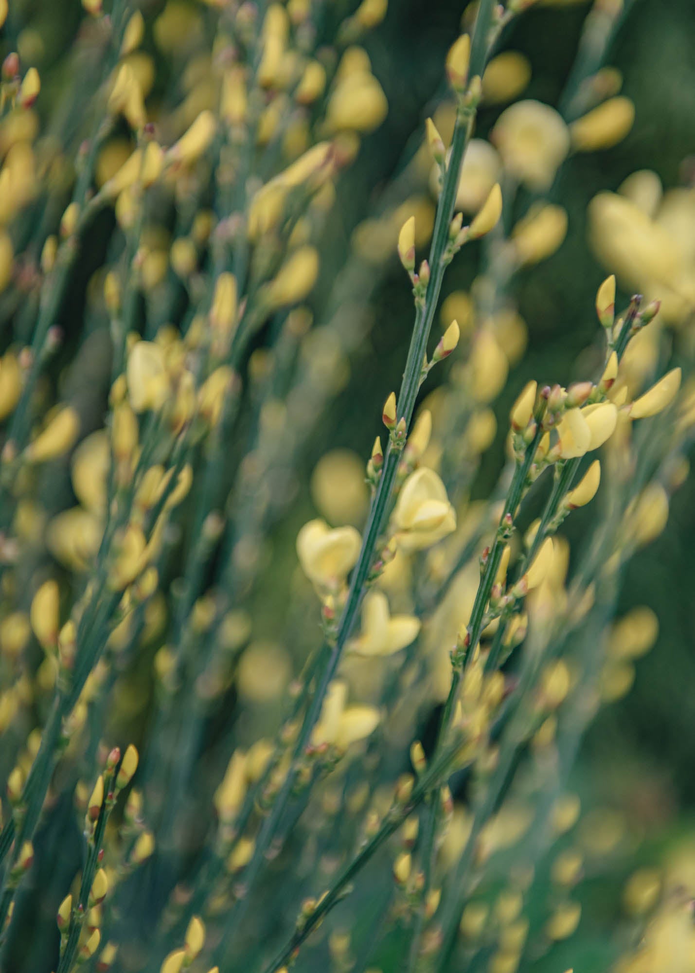 Euonymus Cytisus Praecox Allgold AGM, 3L